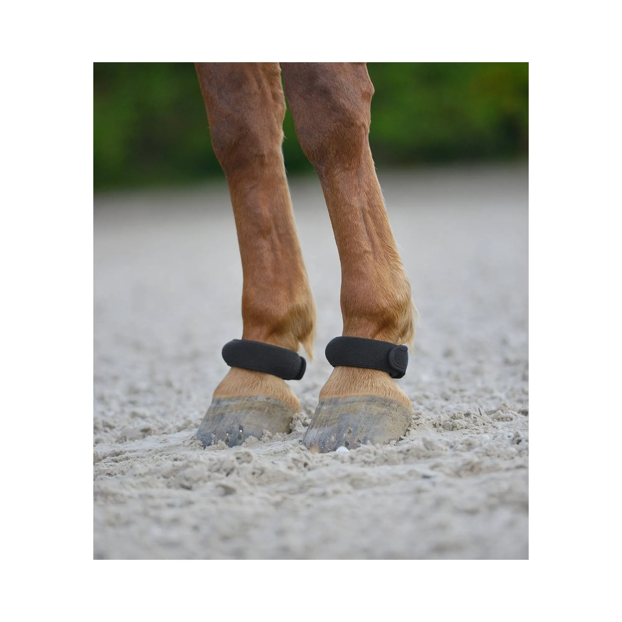 Fetlock Ring Pair
